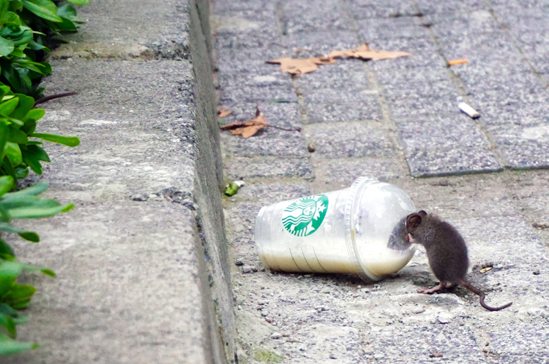 rat_foto